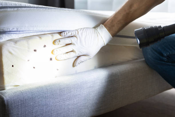 Best Affordable Pest Control Services  in Devine, TX