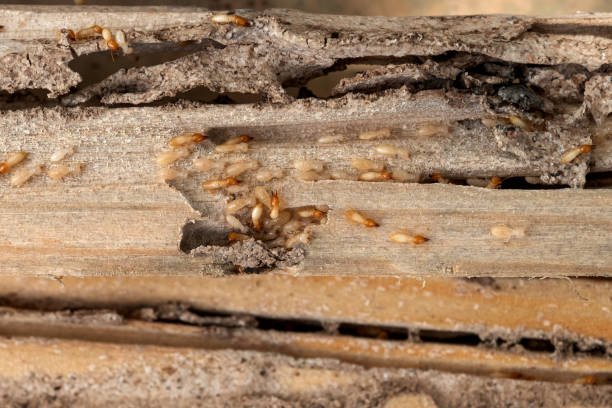 Best Emergency Pest Control  in Devine, TX