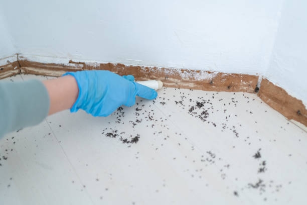 Best Pest Inspection Near Me  in Devine, TX