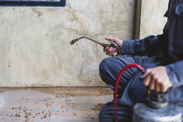 Best Wasp Removal Services  in Devine, TX